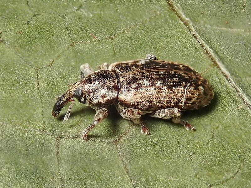 Curculionidae: Dorytomus ictor ?  S !